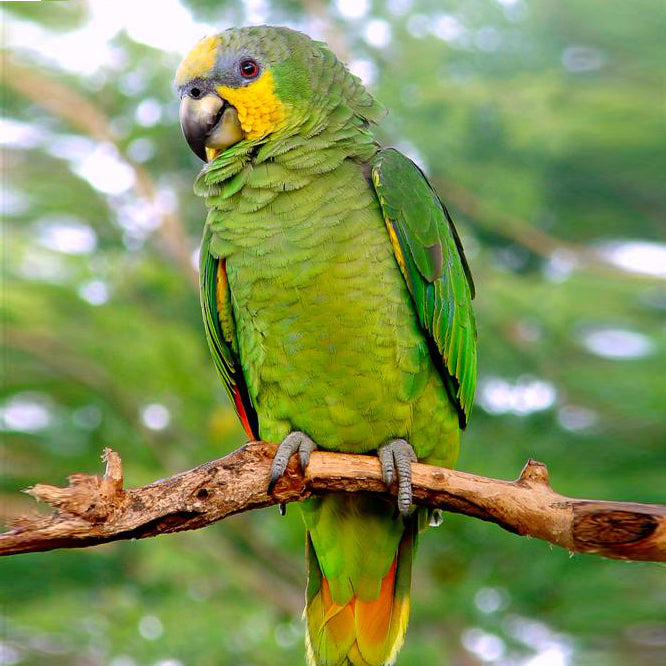 Healthy Amazon Parrots