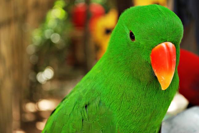 Top 5 Things to Consider About Eclectus Parrot Prices in 2025: Learn More