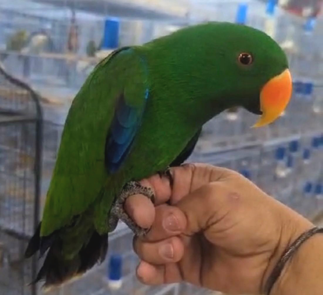 Eclectus Parrot Price Image 1