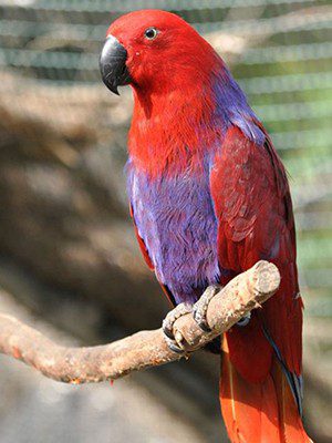 Eclectus Parrot Price Image 2