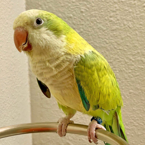 Quaker Parrot for Sale