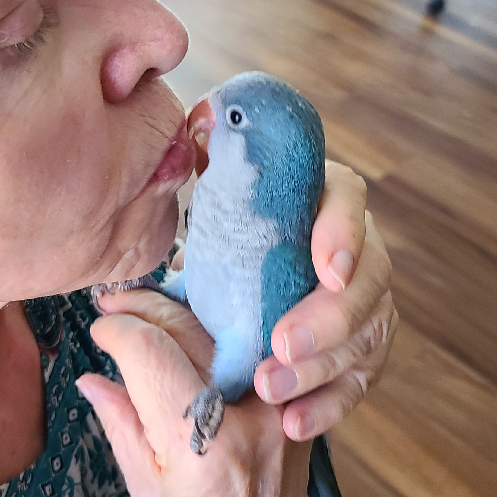 Baby Quaker Parrot for Sale