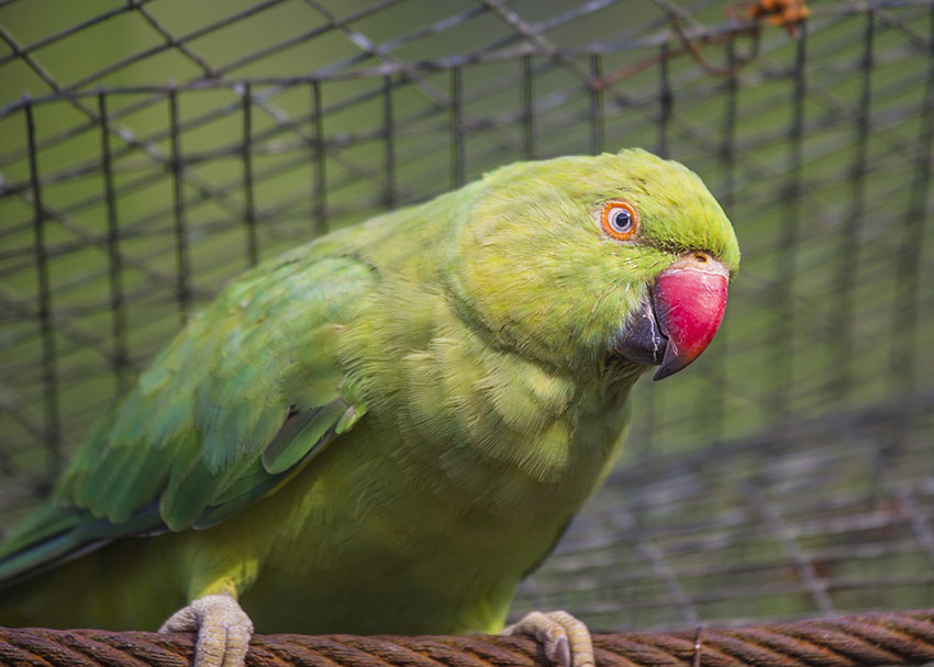 Effective Ways to Care for Your Big Parrot in 2025: Enhance Their Well-being