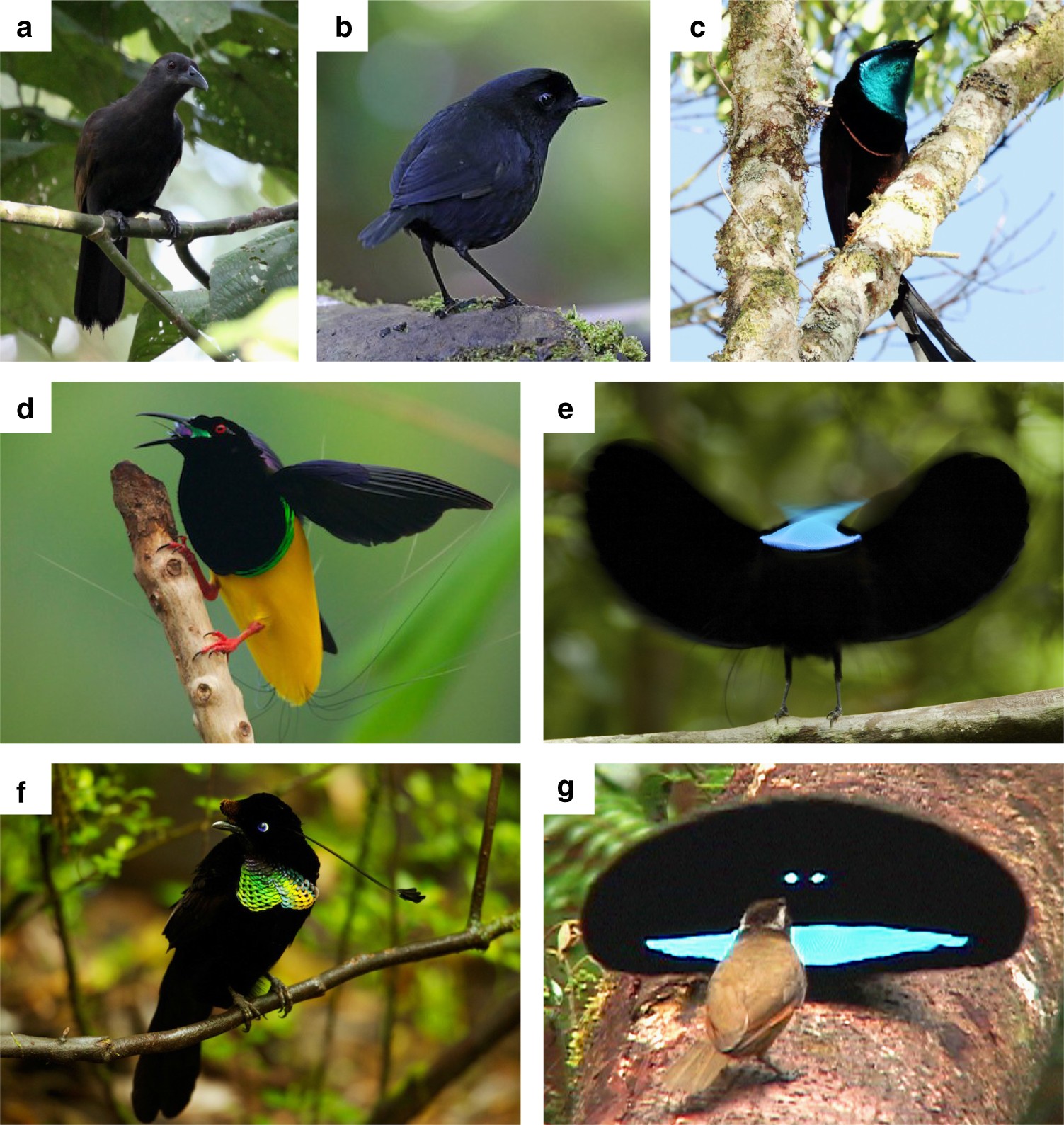 Various Species of Parakeets and Parrots