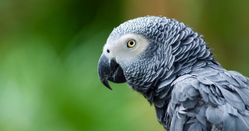 Top 7 Essential Facts About Parrot Lifespan in 2025 – Discover More