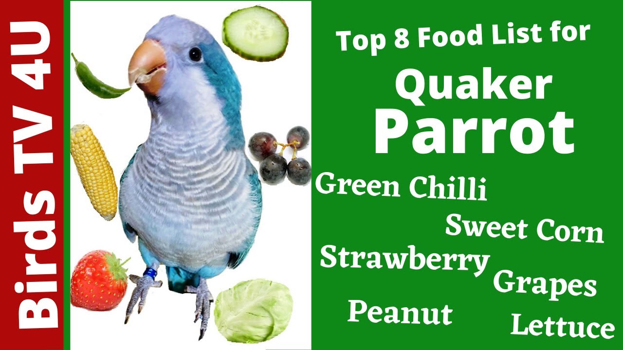 Top 5 Essential Quaker Parrot Food Options to Optimize Their Health in 2025