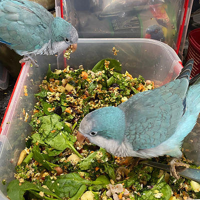 Quaker Parrot Food Options