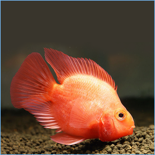 Smart Ways to Care for Blood Red Parrot Cichlid in 2025 – Essential Tips!