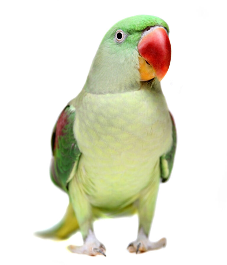 Effective Ways to Train an Alexandrine Parrot in 2025: Discover Proven Techniques