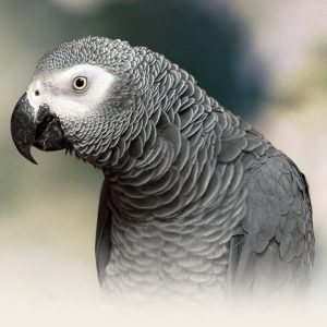 Smart Ways to Discover the Costs of African Grey Parrots in 2025: Explore Pricing Insights and Care Essentials