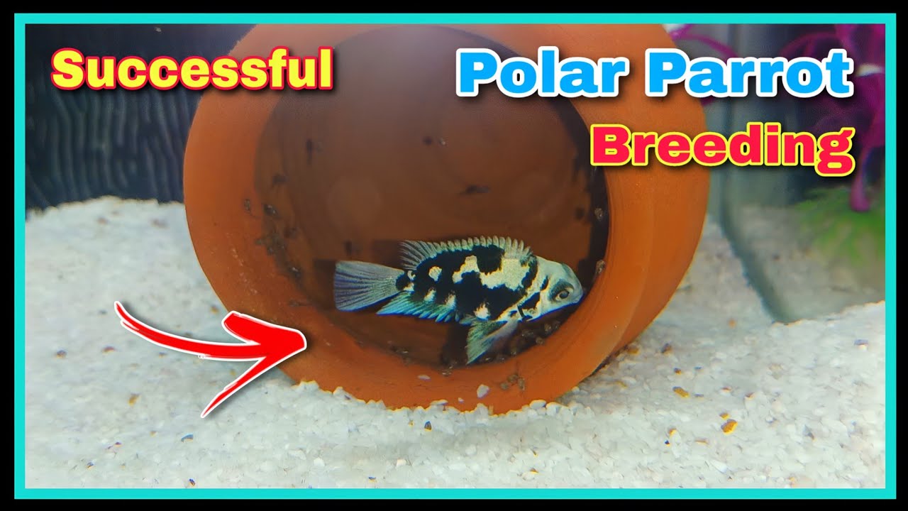 Smart Ways to Improve Your Polar Parrot Fish Care in 2025 – Discover Tips for Healthy Aquarium Living