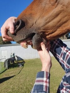 Parrot Mouth Horse Anatomy