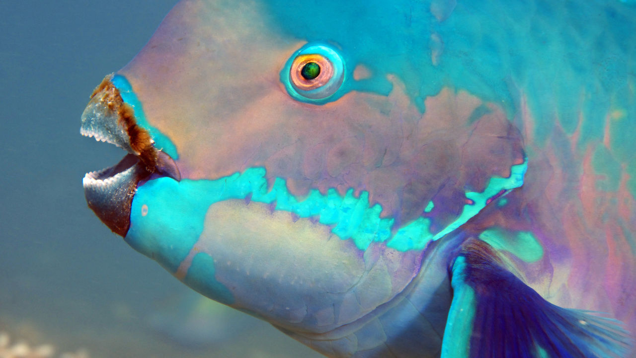 Effective Ways to Optimize Parrot Fish Teeth for Better Feeding in 2025