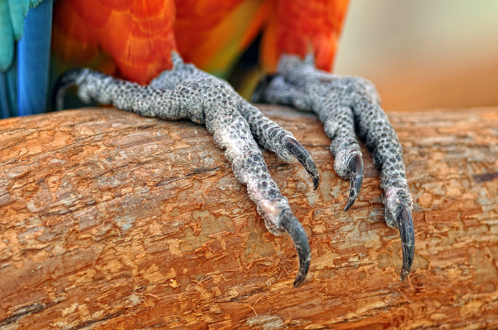 Effective Ways to Care for Parrot Feet in 2025: Improve Your Bird’s Health!