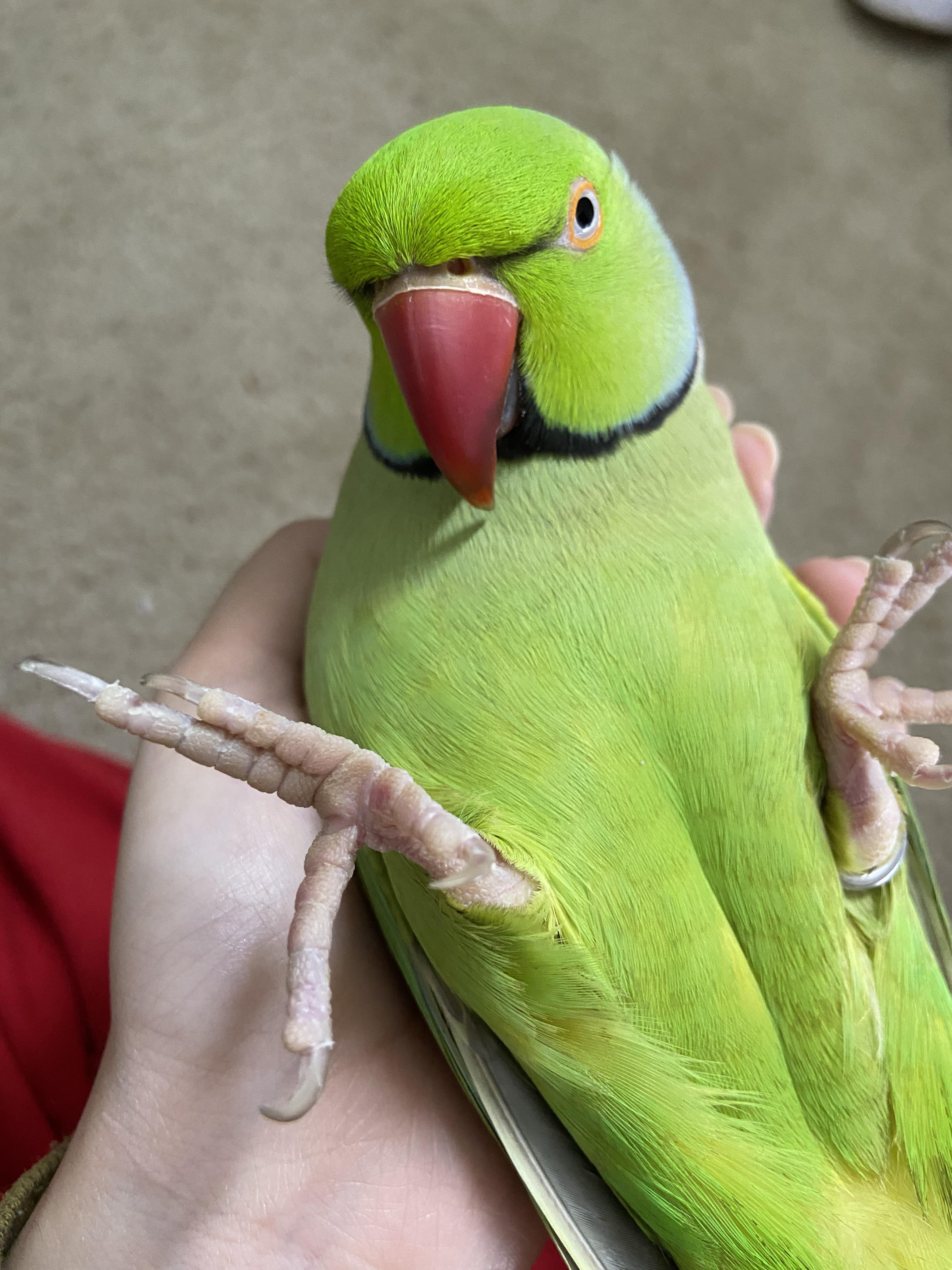 Caring for Parrot Feet