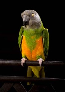 How to Improve Senegal Parrot Lifespan: Essential Practices for Pet Owners