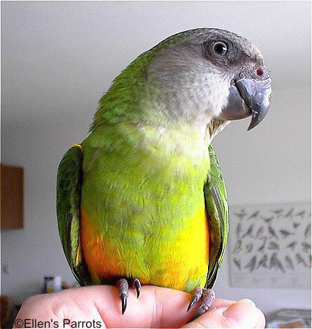 Caring for Senegal Parrot