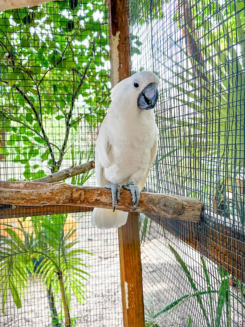 Essential Guide to Parrot Sanctuaries Near You for Responsible Bird Care in 2025