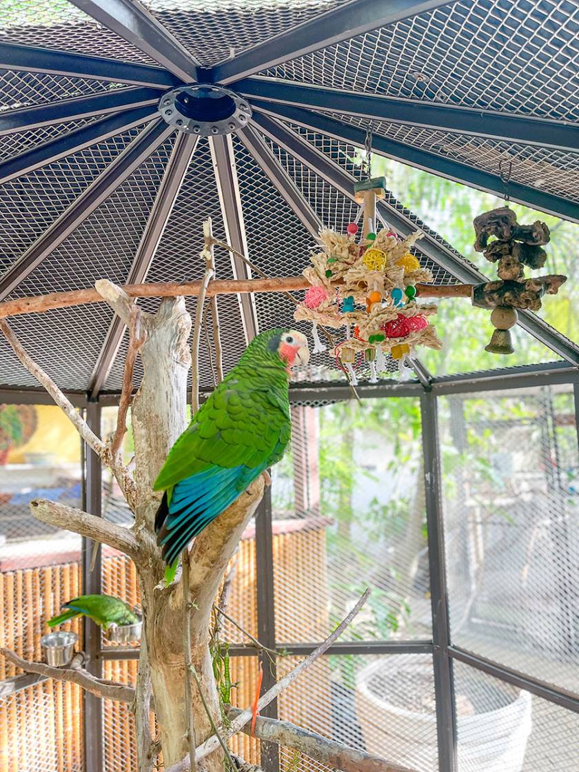 Parrot Sanctuary Near Me