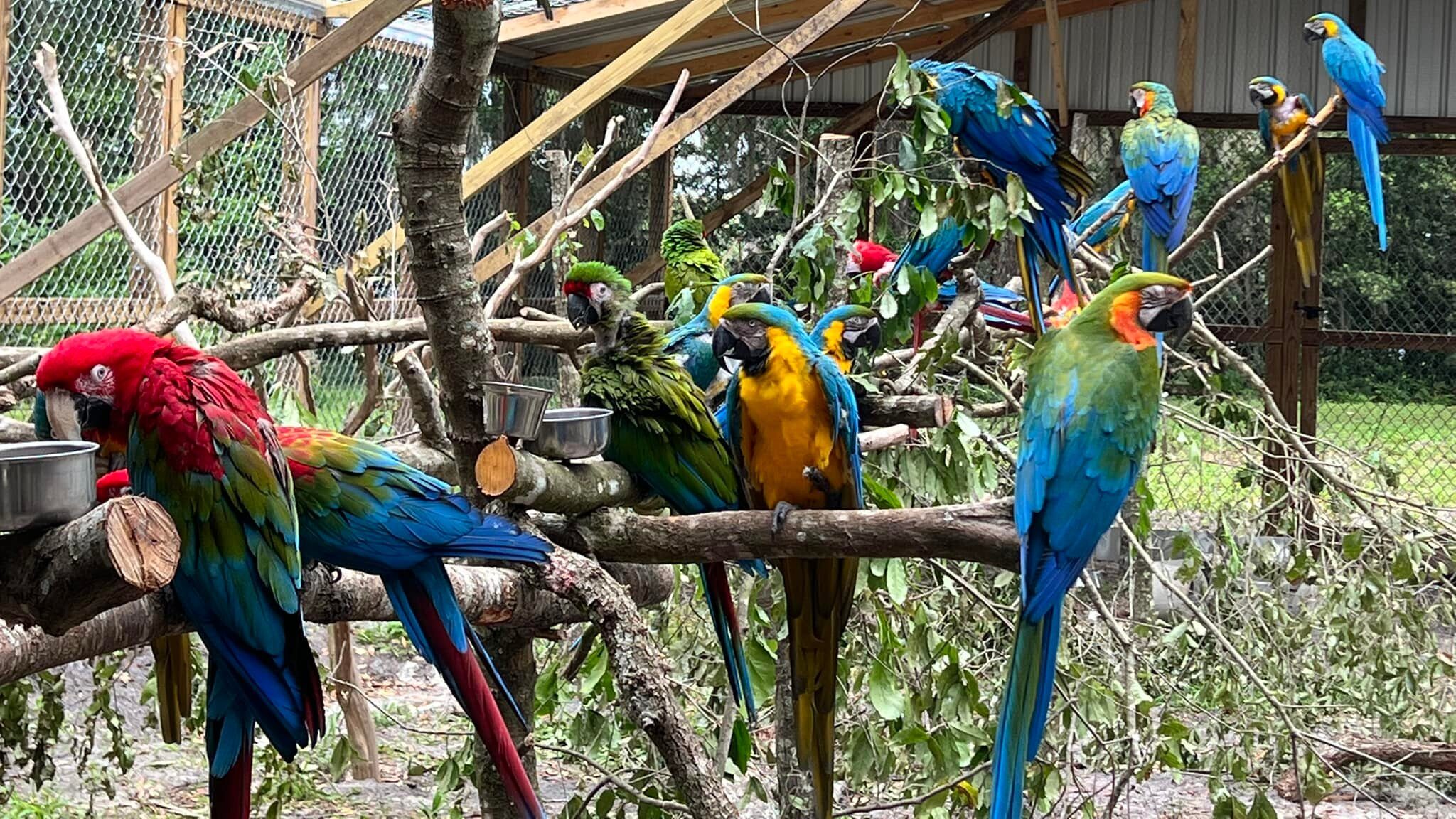 Parrot Sanctuary Near Me