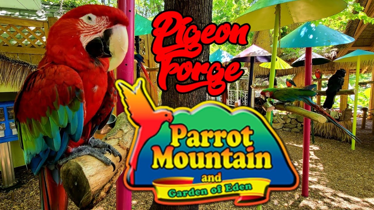 Smart Guide to Parrot Mountain: Discover 5 Essential Tips for 2025