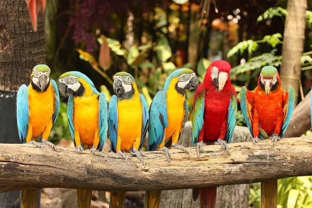 Parrot Mountain and Gardens