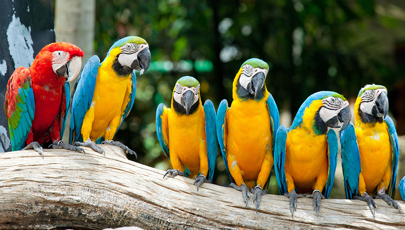 Parrot Mountain Display