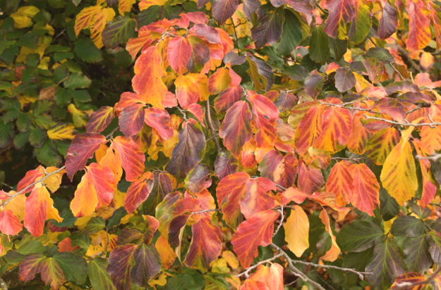 Effective Ways to Care for Parrotia Persica: Discover Its Unique Needs in 2025