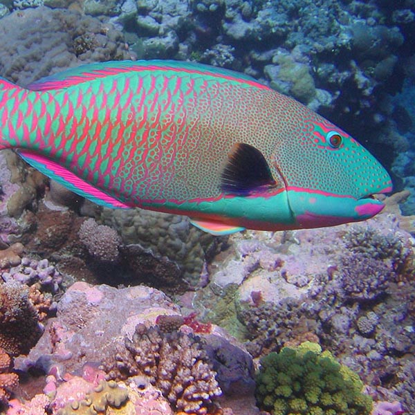 Smart Ways to Care for Parrot Fish: Enhance Their Long-Term Health in 2025