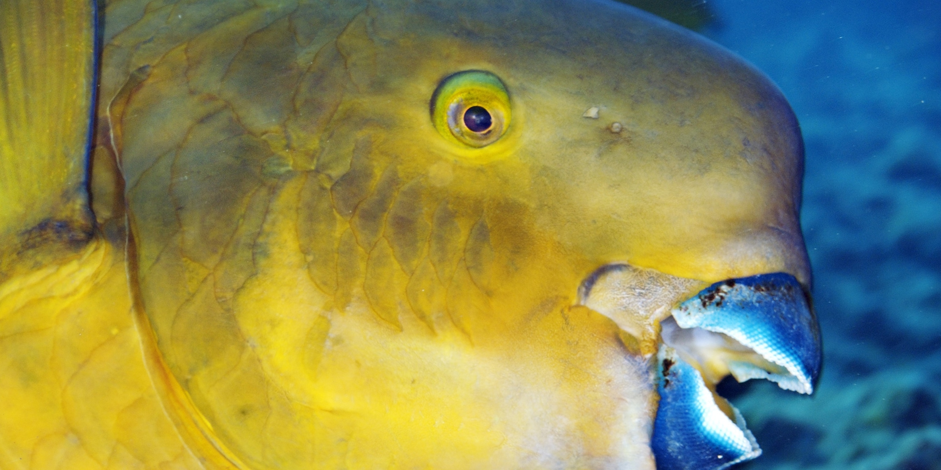 Parrot Fish swimming in aquarium