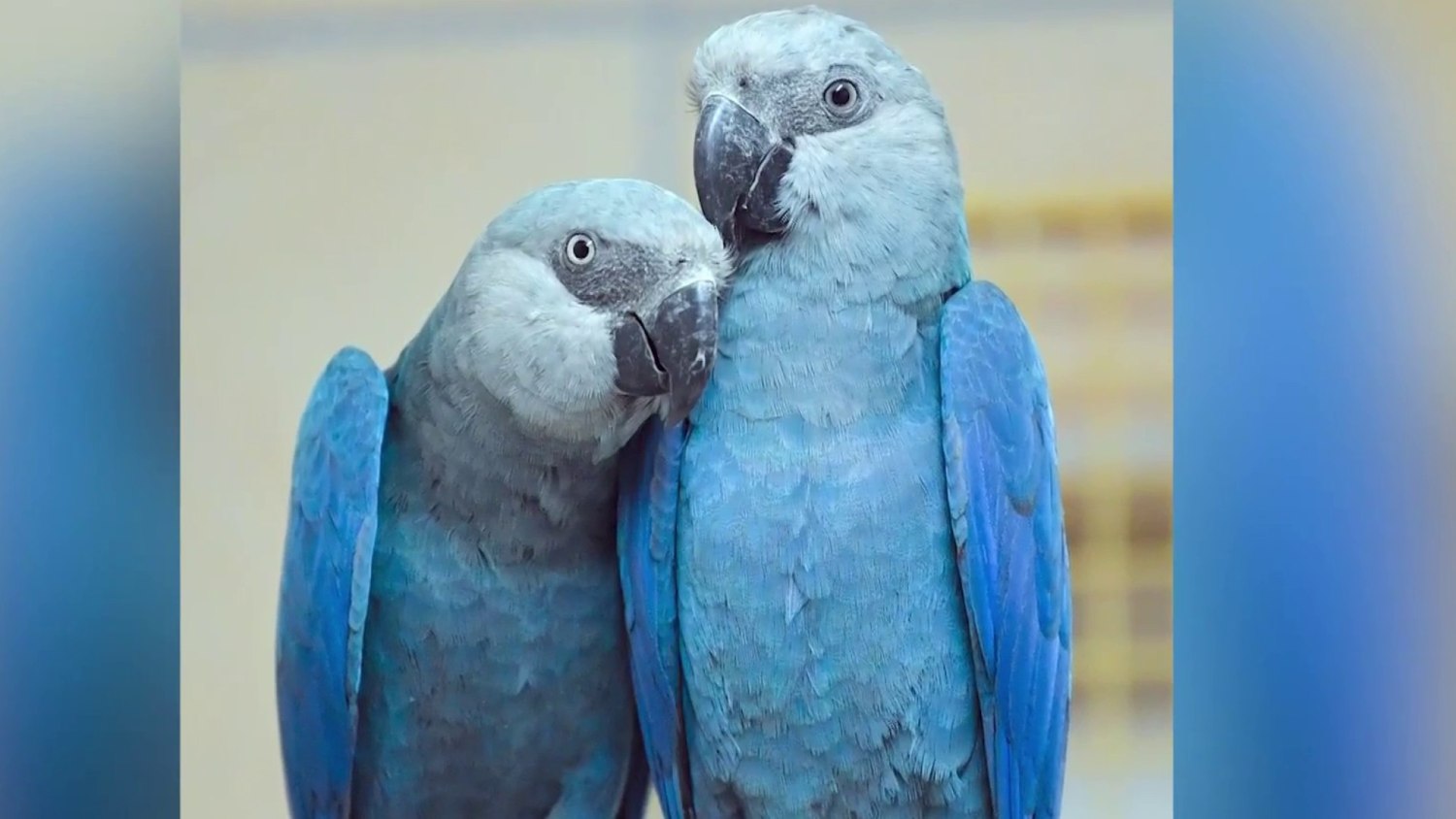 Smart Ways to Care for Your Blue Parrot in 2025: Practical Tips for Owners