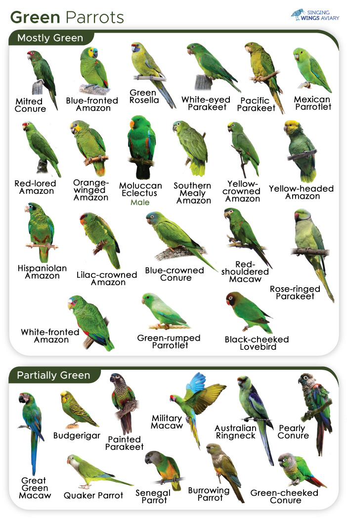 Effective Ways to Train Your Green Parrot for Better Communication in 2025