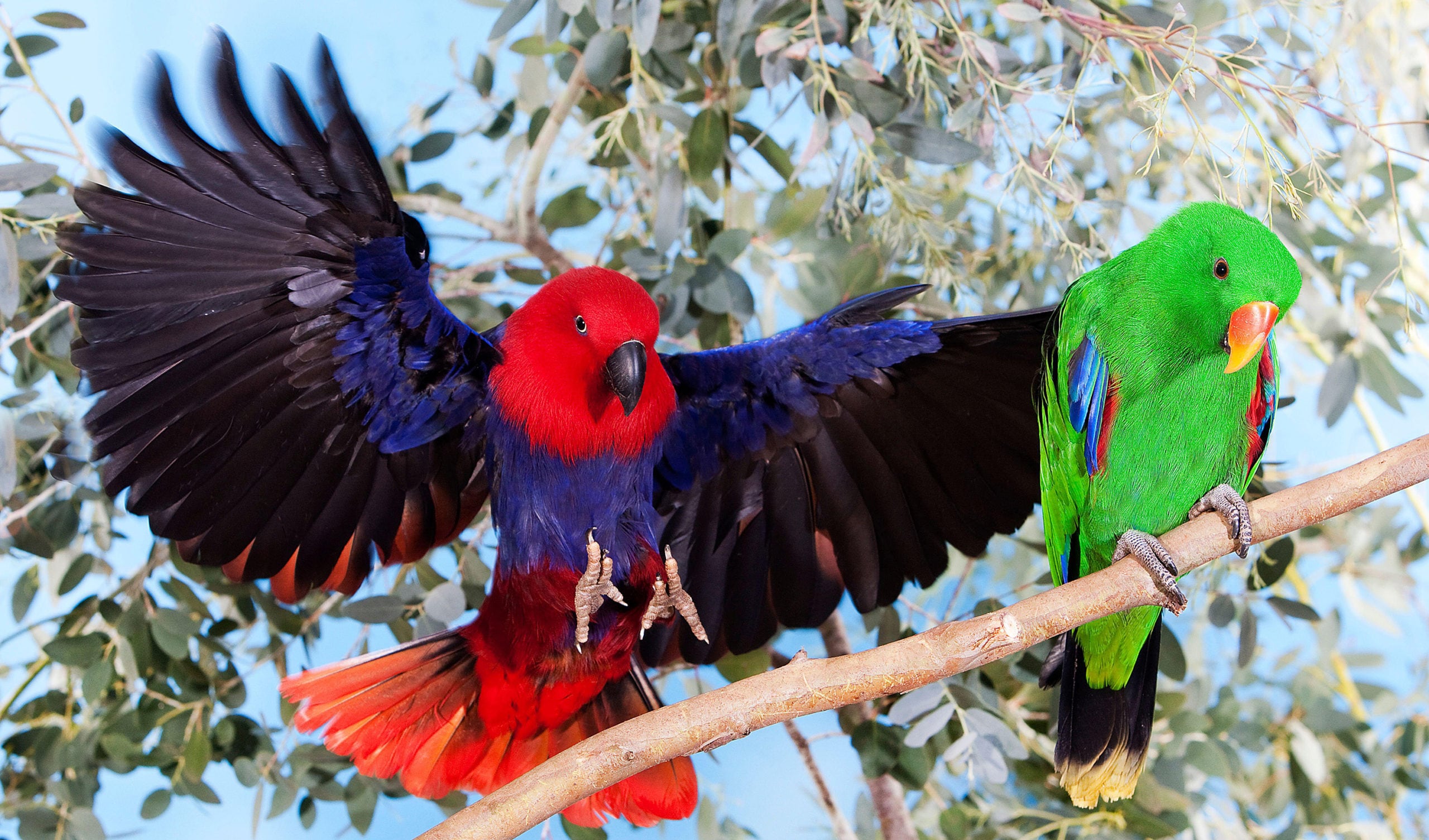 Effective Ways to Train Your Eclectus Parrot for Better Communication in 2025