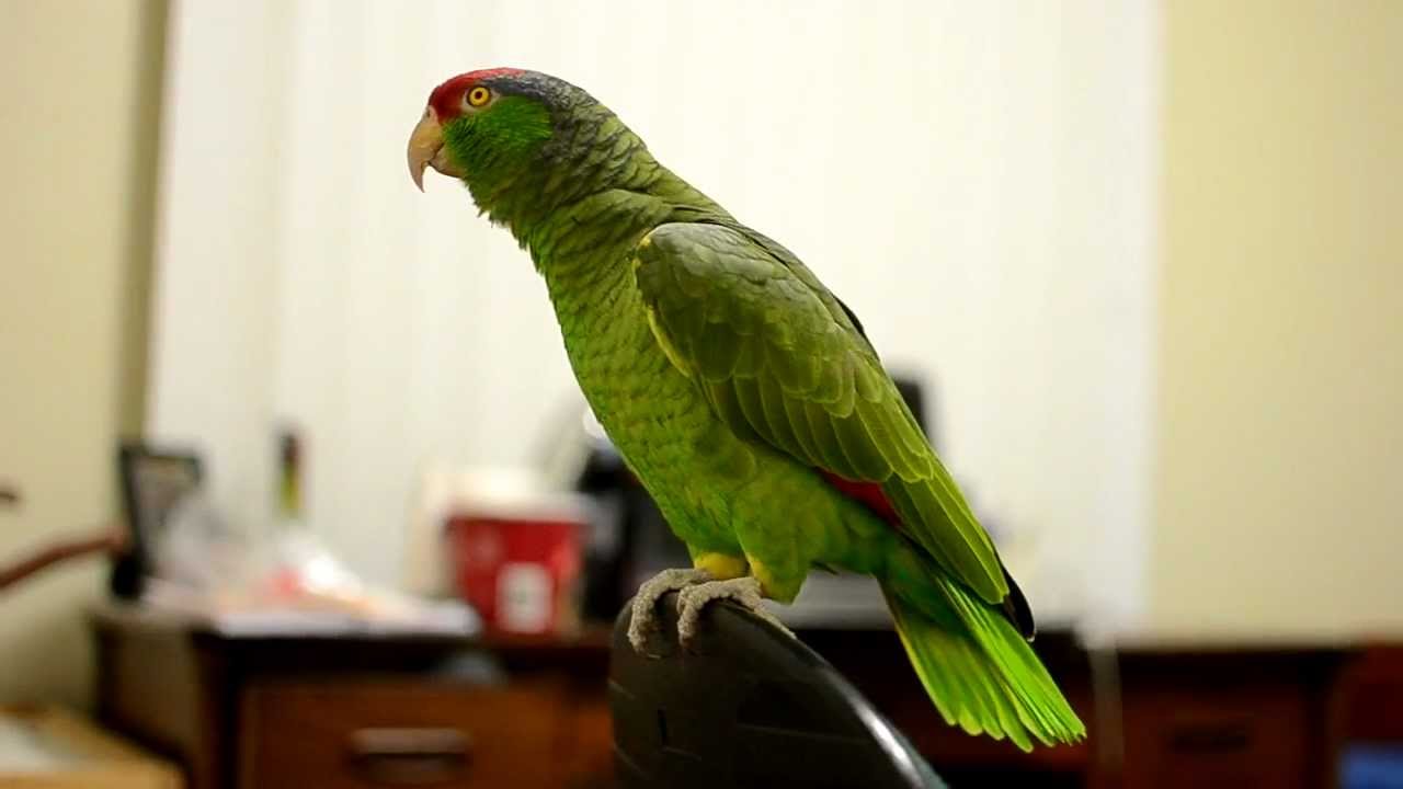 Best 7 Amazon Parrot Tips for a Healthy and Happy Companion in 2025