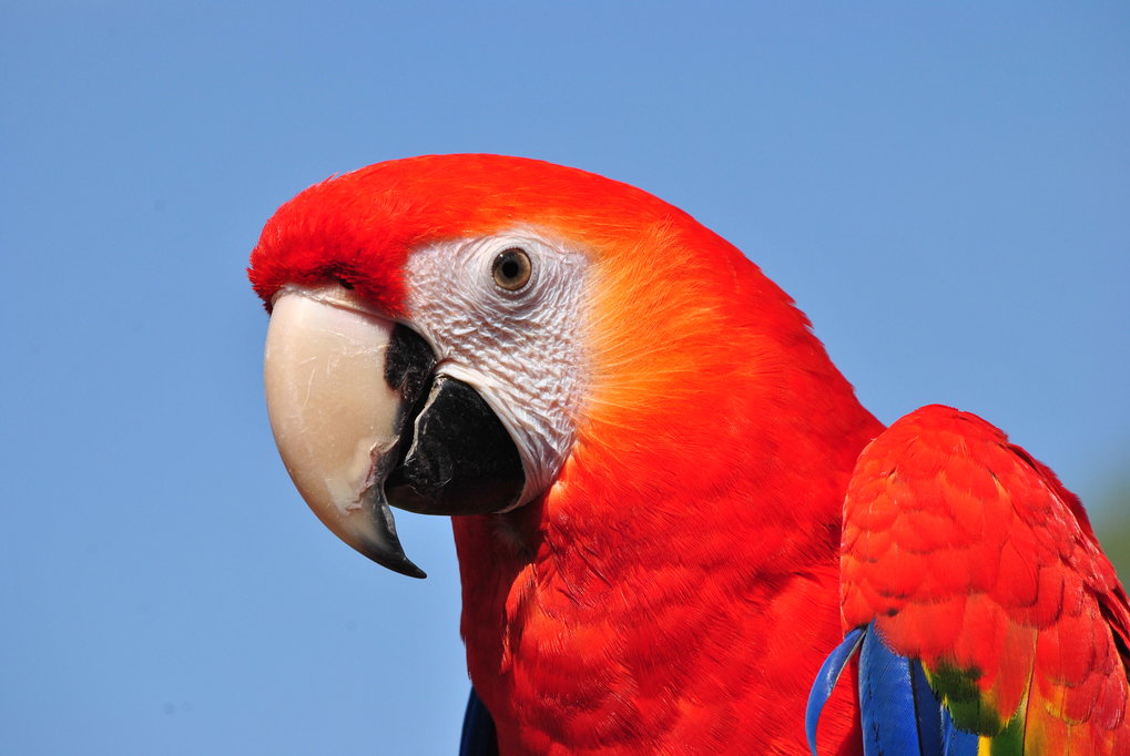 Best 10 Parrot Lifespan Insights for Pet Owners in 2025: Discover How to Maximize Their Years