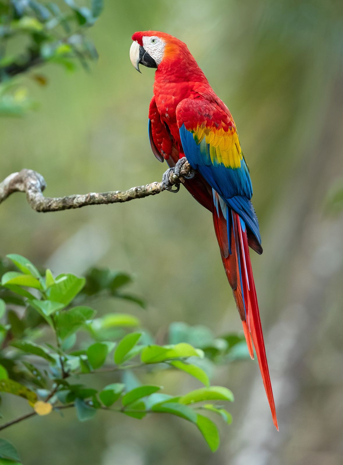 Macaw Parrot