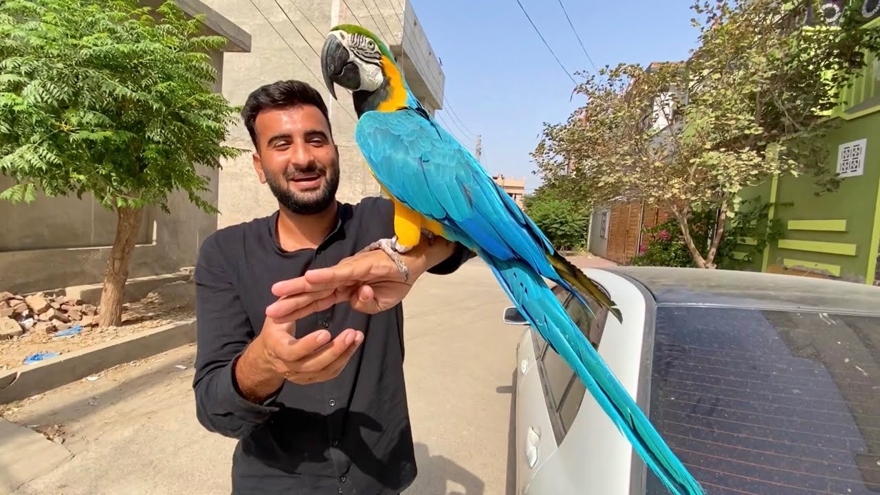 Macaw Parrot