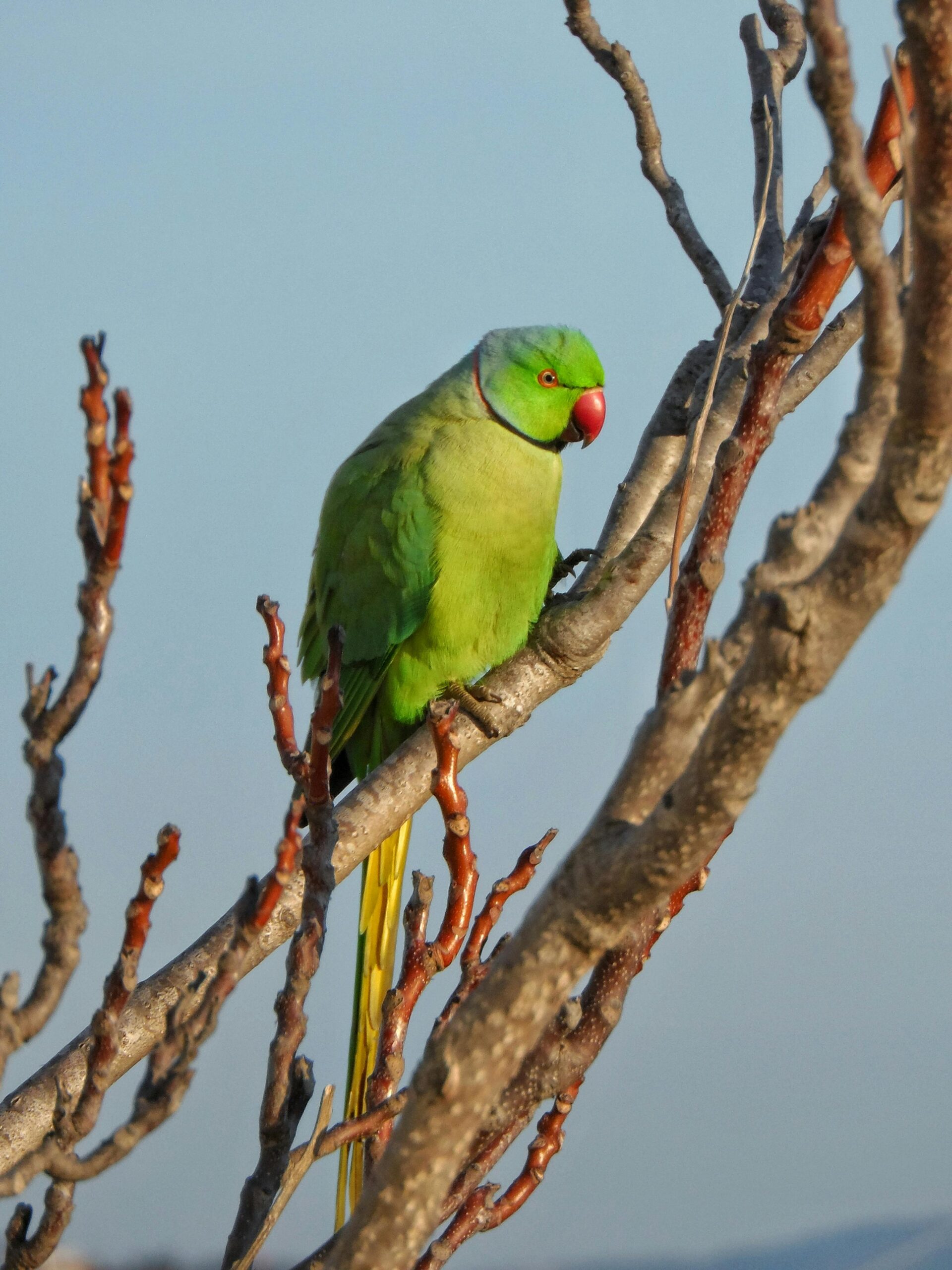 Effective Ways to Train Your Ringneck Parrot for Better Communication in 2025