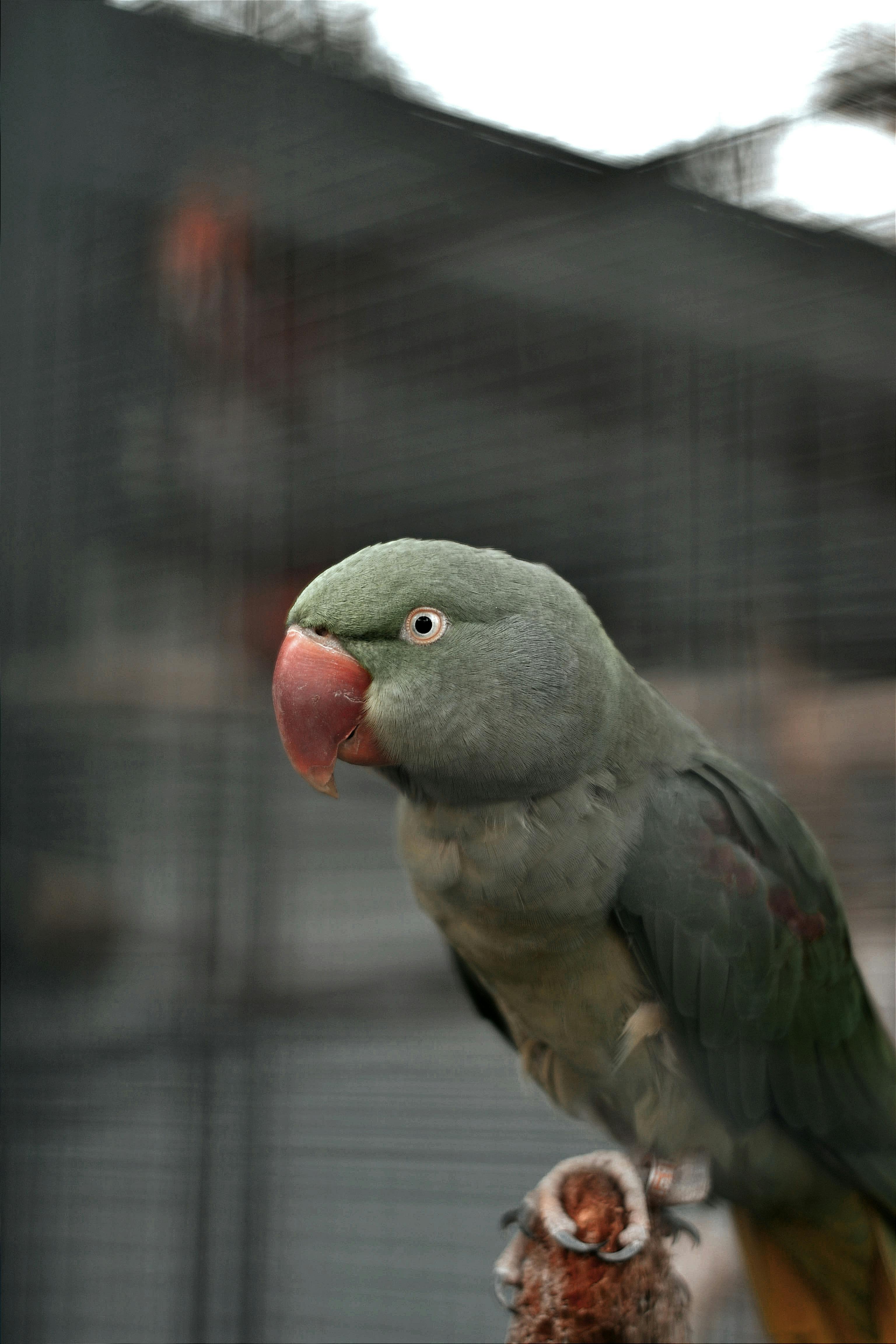 Ringneck Parrot