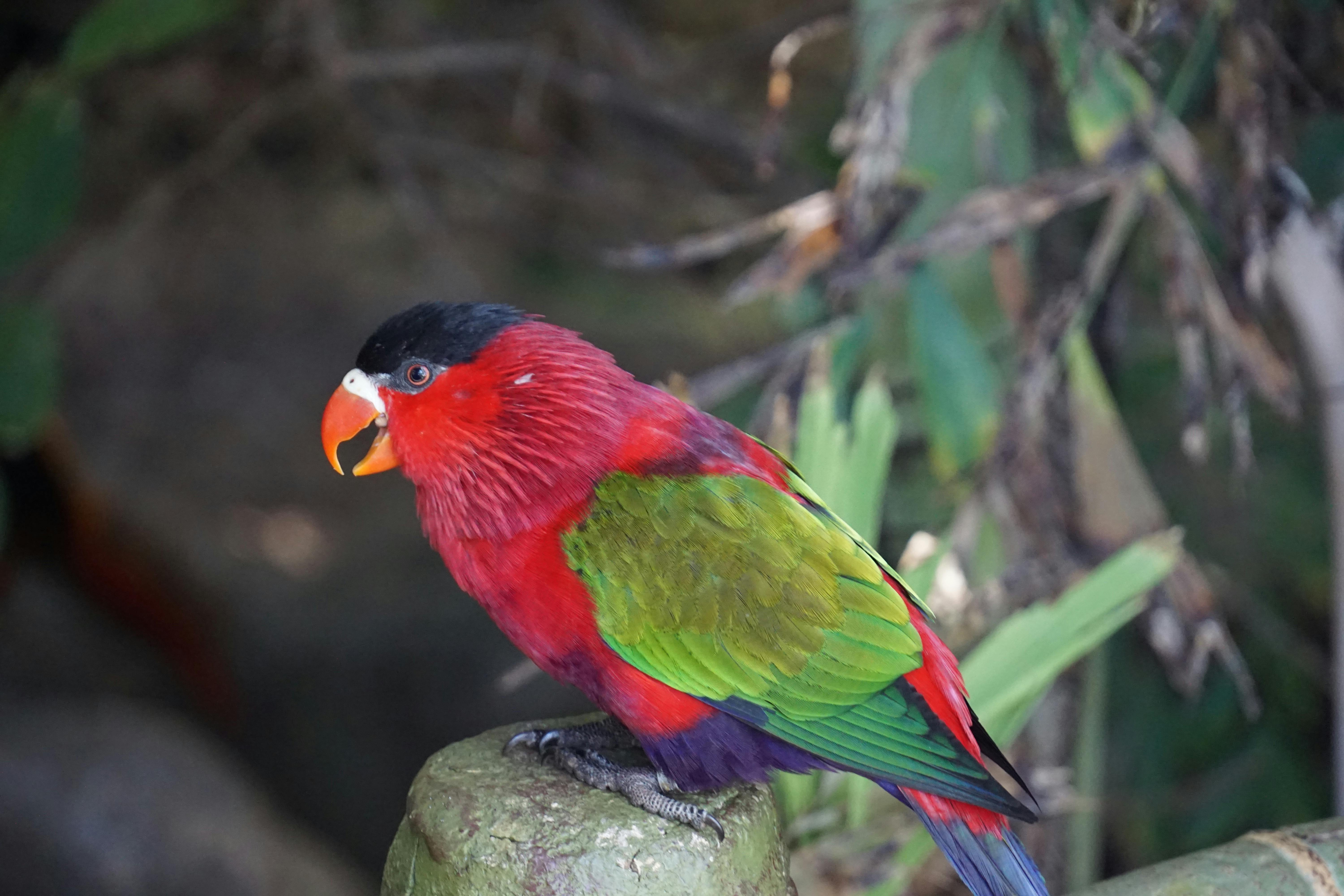 Indian Ringneck Parrot