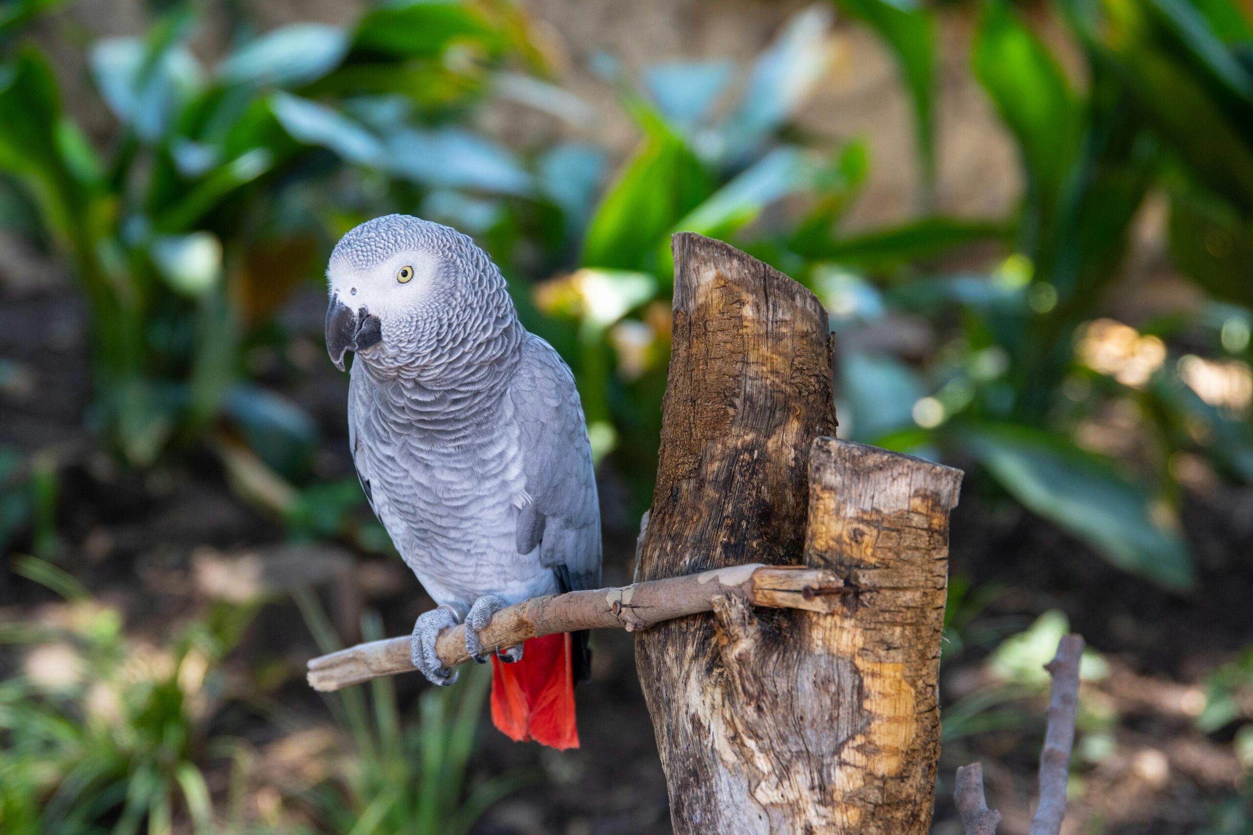 Top 7 African Grey Parrot Options for You to Consider in 2025