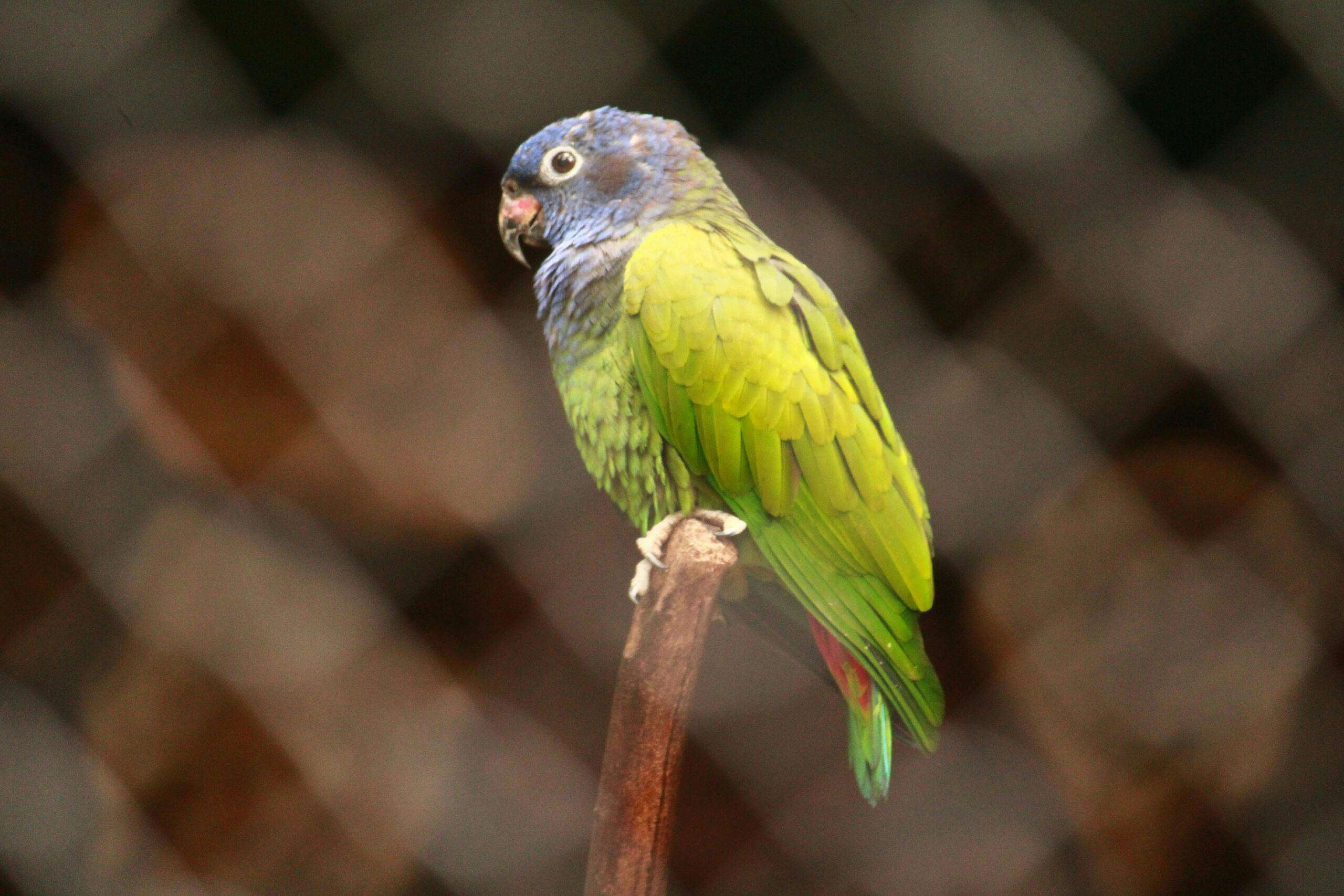 Best 5 Parrot Options for Sale in 2025: Discover Your Perfect Companion!