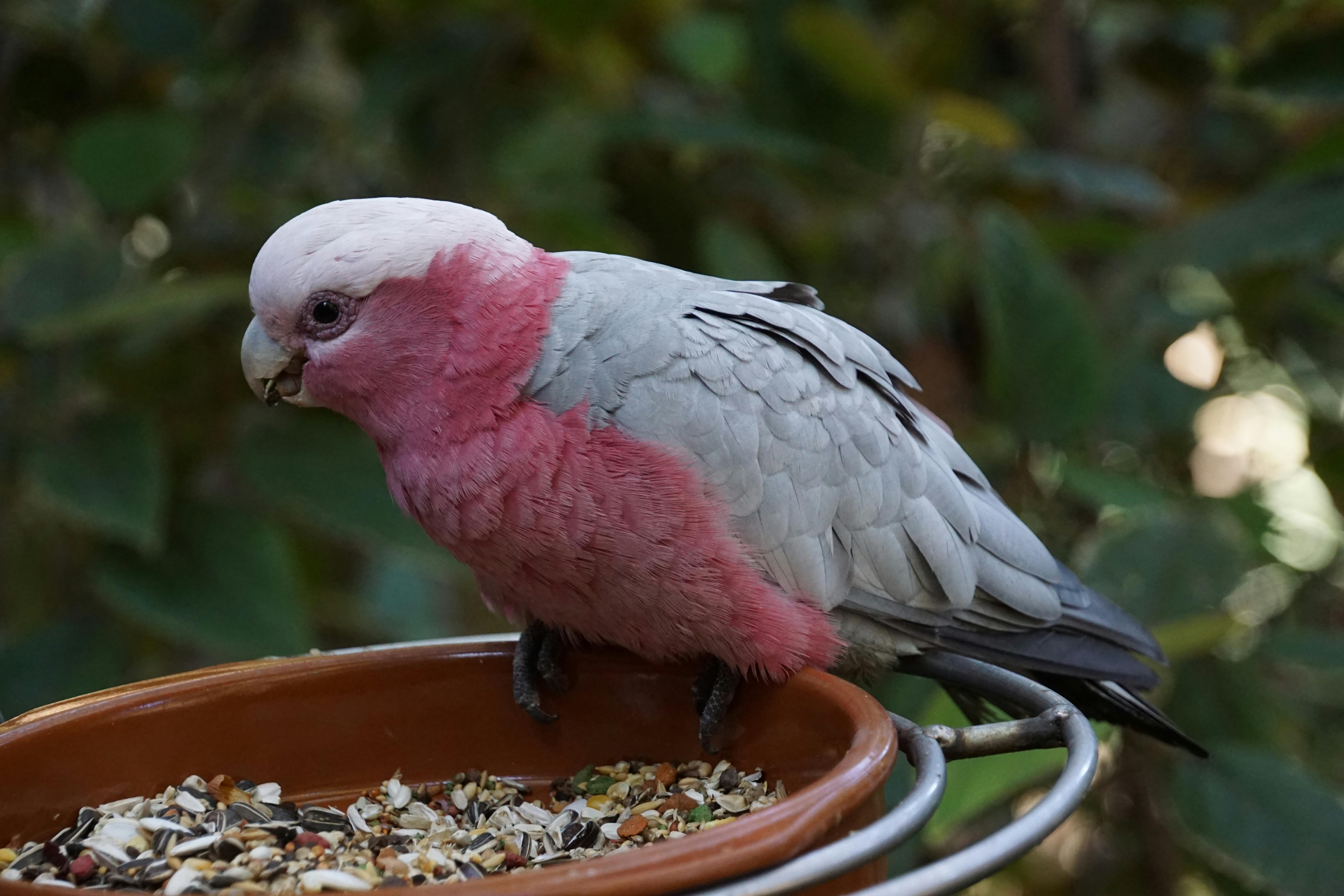 Parrots at Parrot Island