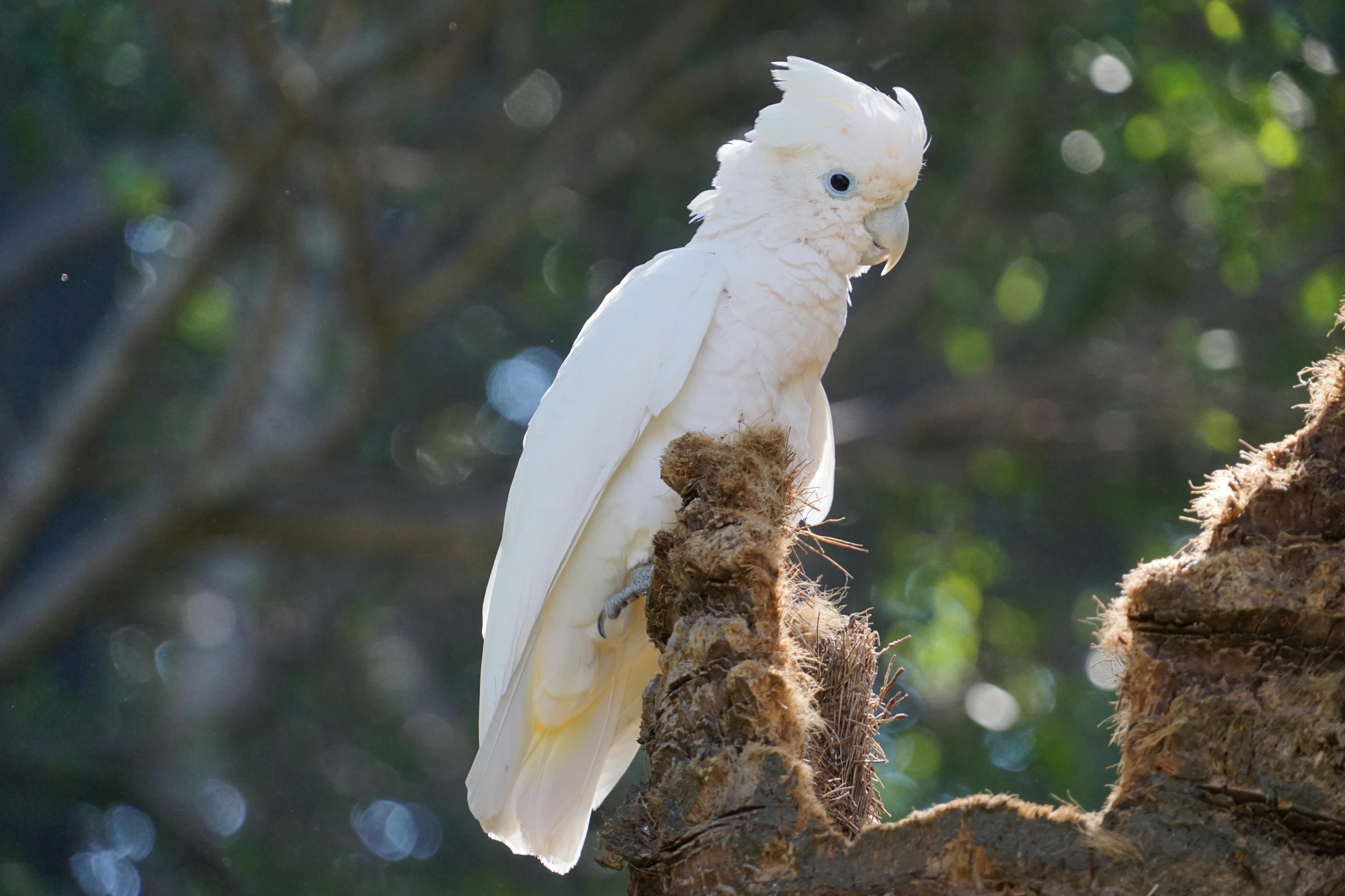 Pionus Parrot