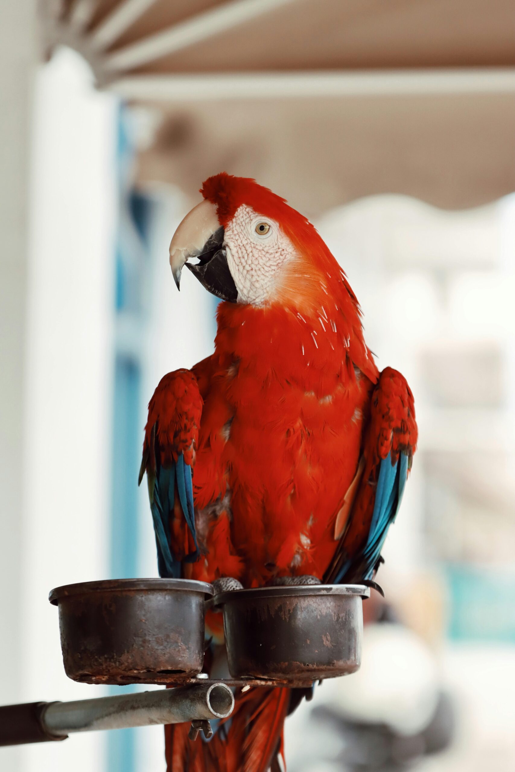 Effective Ways to Enhance Your Parrot Linux Experience in 2025