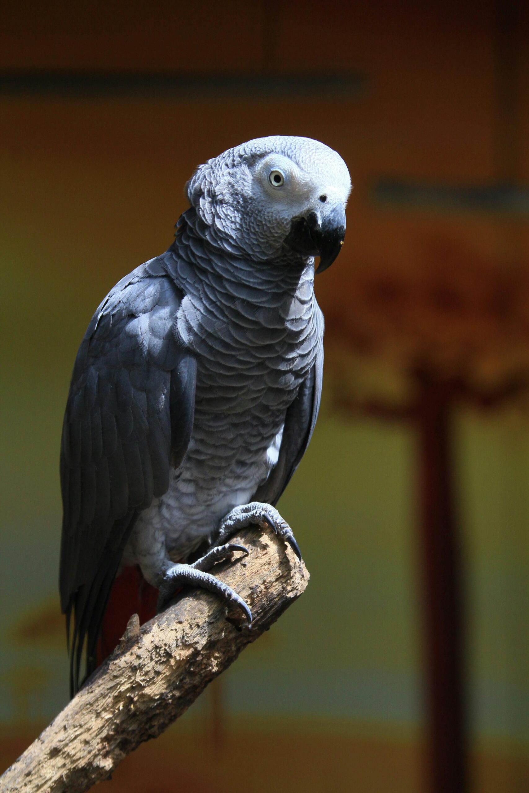 How to Enhance the Lifespan of Your Grey Parrot: Pro Tips for Owners in 2025