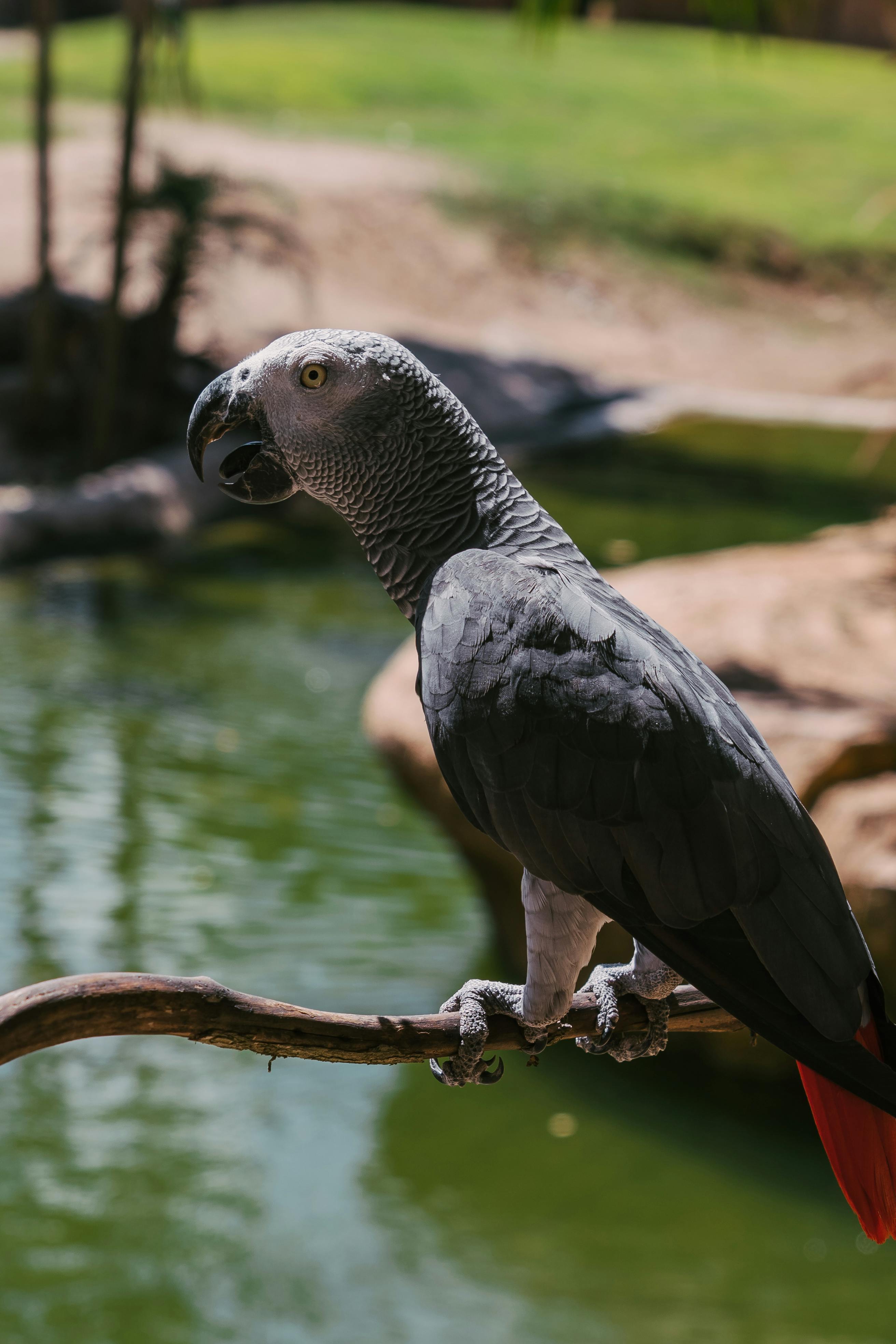 Grey Parrot Lifespan