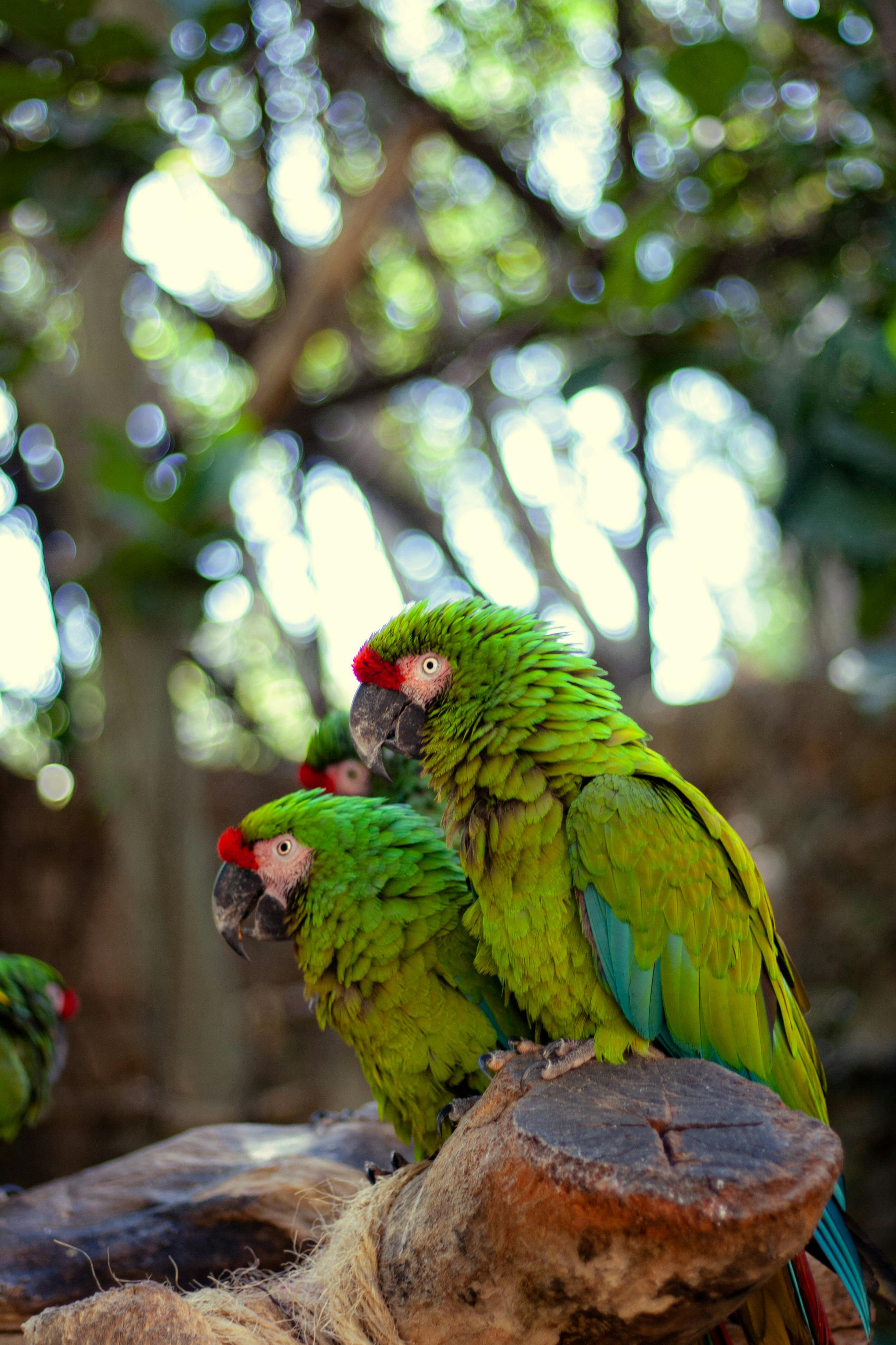 Various Parrot Types