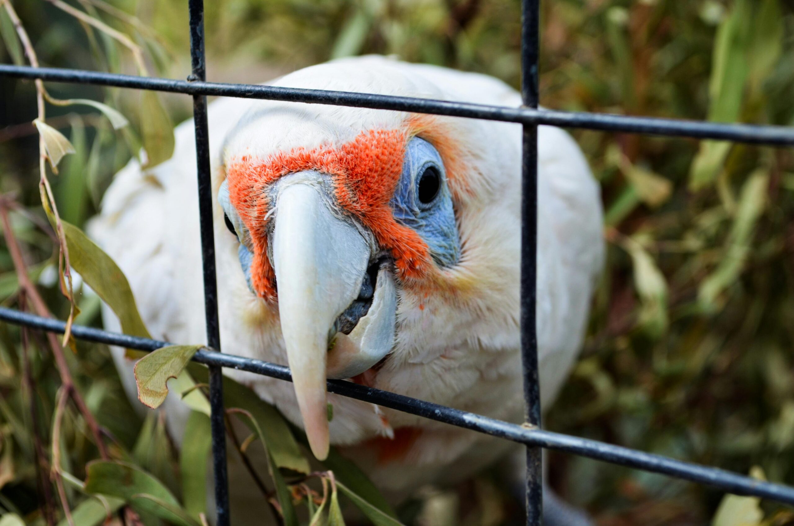 Effective Ways to Train a White Parrot for Better Communication in 2025