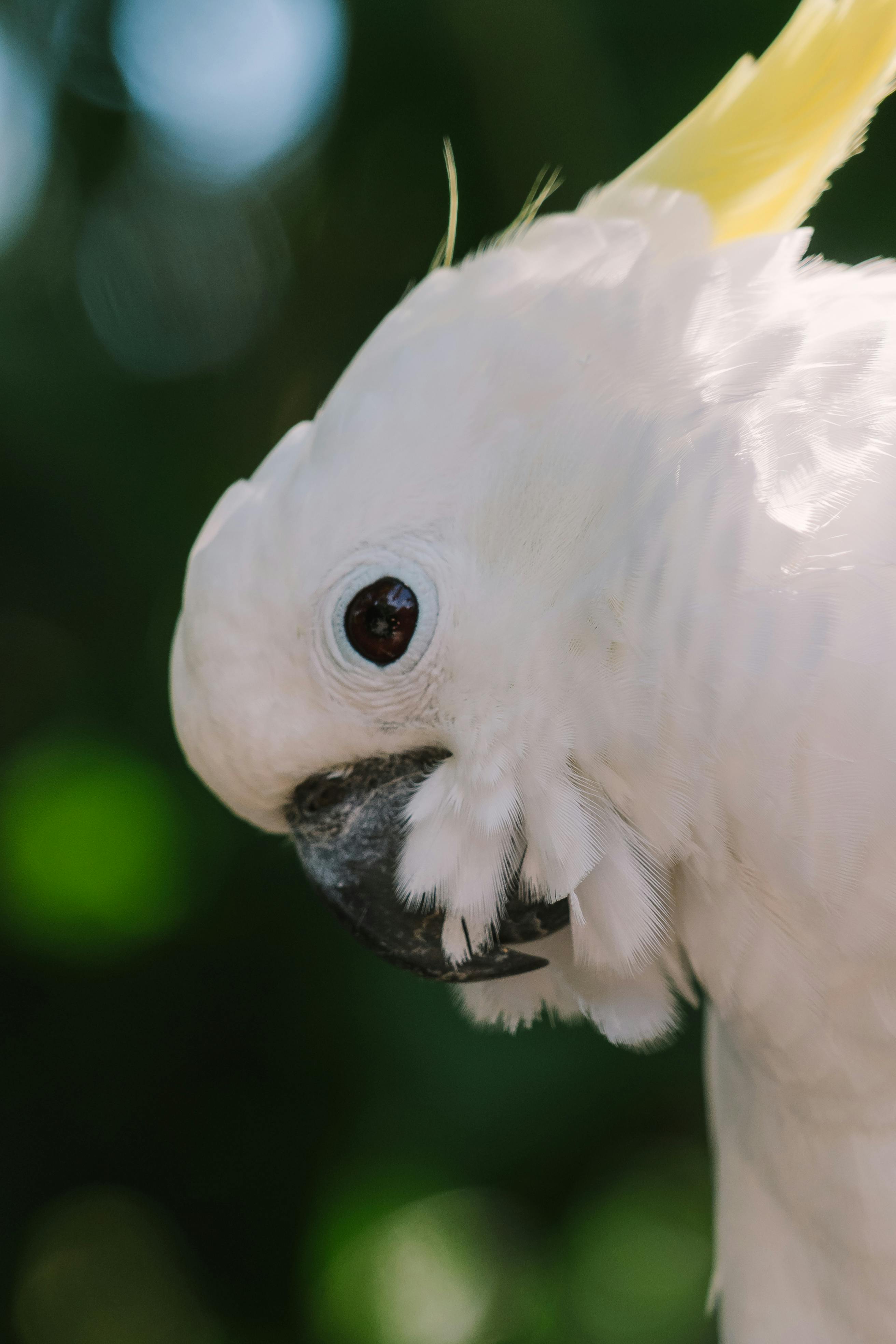 Training White Parrot